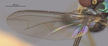 Media type: image;   Entomology 15986 Aspect: Wing front
